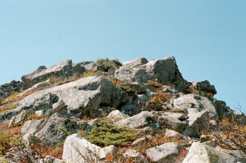 Alpine vegetation on Hamlin Ridge